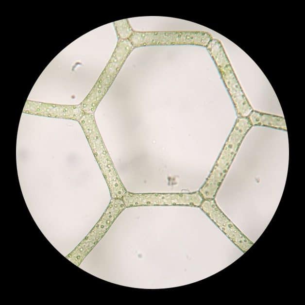 microscopic structure